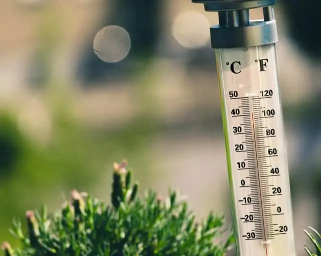 temperature and plant