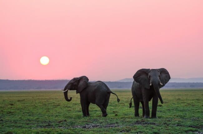 eCommerce best practices - the elephant cart